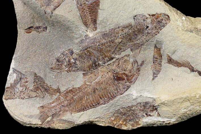 7" Fossil Fish (Gosiutichthys) Mortality Plate - Lake Gosiute